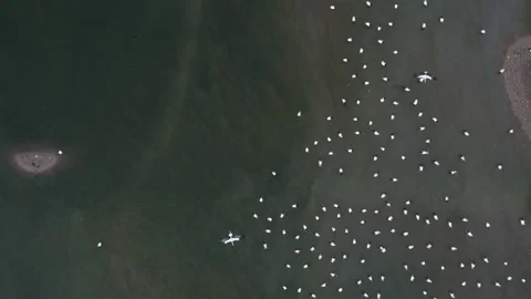 Top Down View of a Flock of Birds at Arade river, Algarve, Portugal. (C) Stock Footage 219499079
