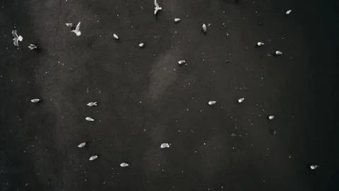 Top down view of flock of birds hunting fishes. Stock Photos