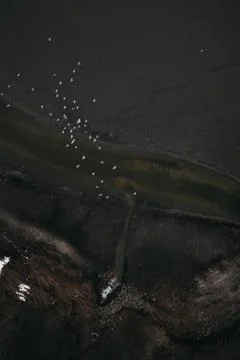Top down view of flock of birds hunting fishes. Stock Photos