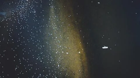 Top down view of flock of birds hunting fishes. Stock Photos