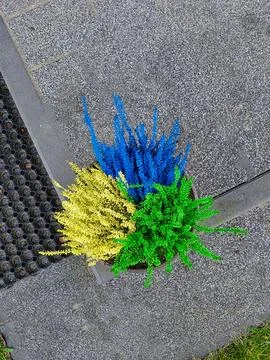 Top-down view of a flower pot with three colorful heather plants in blue, y.. Foto stock