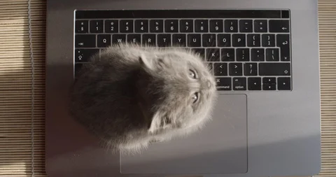 Top down view of fluffy kitten sitting on notebook keyboard relaxing slow motion Stock Footage 120599823