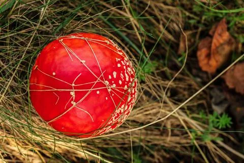 Top down view, fly agaric mushroom ( Amanita muscaria ) growing in forest dry Stock Photos