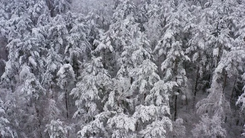 Top down view flyover beautiful winter woodland. Flight over white woods Stock Footage 148331113