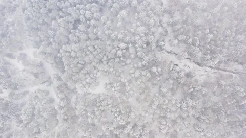 Top down view flyover fairy winter woodland at snowfall. Snowflakes falling down Stock Footage 147987129