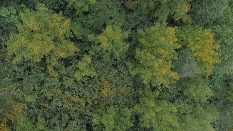 Top Down View of a Forest in Autumn Stock Footage 115917749
