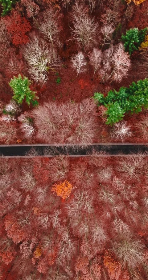 Top down view of forest in the autumn in Poland. Stock Footage 346633863