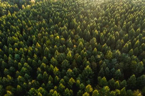 Top down view of a forest in autumn colors Stock Photos