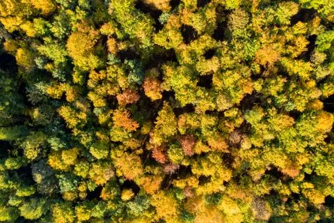 Top down view of a forest in autumn colors Stock Photos