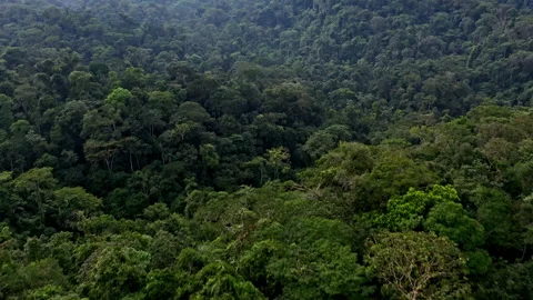 Top down view of forest canopy moving the camera up to reveal the forest Stock Footage 336864296