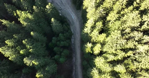 Top down view of the forest with a country road. Movement following the road Video stock 201490292