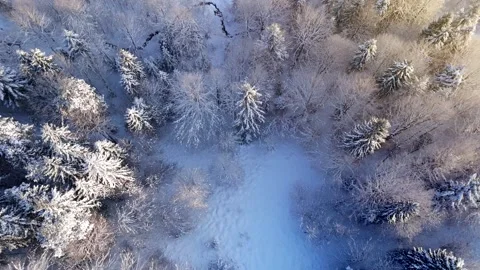Top-down view of a forest covered with frost. Camera descending Stock Footage 301540270