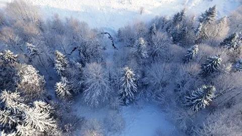 Top-down view of a forest covered with frost. Camera descending Stock Footage 302845551