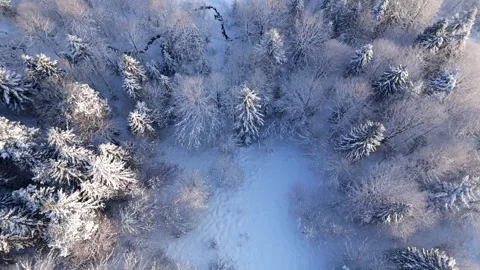 Top-down view of a forest covered with frost. Camera rising Stock Footage 322222284