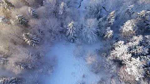 Top-down view of a forest covered with frost. Camera rising Stock Footage 322791897