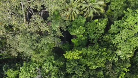 Top down view from the forest with a drone Stock Footage 260366613