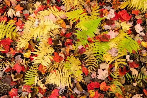 Top-Down View of Forest Floor with Colourful Autumn Leaves and Ferns Stock-Fotos