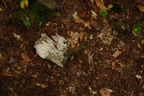 Top-down view of a forest floor 写真素材