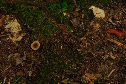 Top-down view of forest floor 写真素材