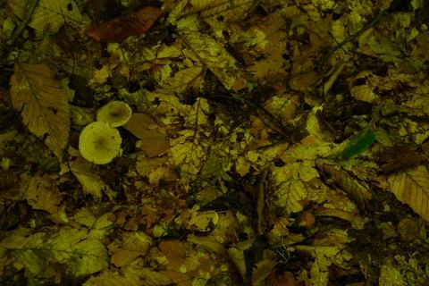 A top-down view of forest floor debris Stock Photos