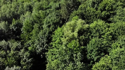 Top down view of the forest. Stock Footage 111393542