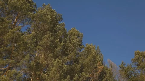 Top-down view of forest growing on sawmill territory Stock Footage 67169978