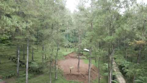 Top down view of forest in the mountain Stock Footage 259793933