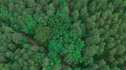 Top down view of forest path winding through green woodland Stockbeeldmateriaal 340646692