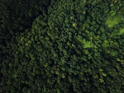 Top down view of the forest Stock Photos
