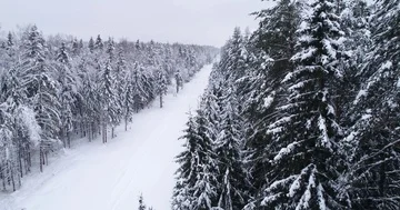 Top down view of the forest in winter. Winter landscape in the forest. Flying Stock Footage 85707945