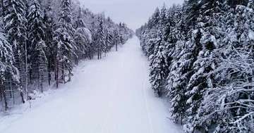 Top down view of the forest in winter. Winter landscape in the forest. Flying Stock Footage 85708115