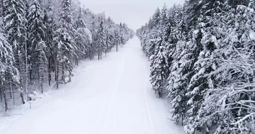 Top down view of the forest in winter. Winter landscape in the forest. Flying Stock Footage 85708128