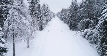 Top down view of the forest in winter. Winter landscape in the forest. Flying Stock Footage 85721836