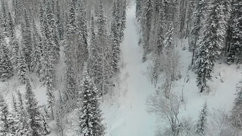 Top down view of the forest in winter. Winter landscape in the forest. Flying Stock Footage 101390407