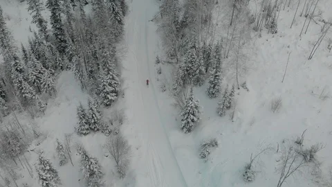 Top down view of the forest in winter. Winter landscape in the forest. Flying Stock Footage 101393172