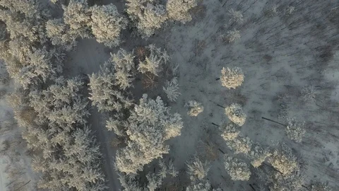 Top down view of forest in winter. Winter landscape in the forest. Flying over Stock Footage 126359109