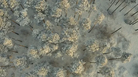 Top down view of forest in winter. Winter landscape in the forest. Flying over Stock Footage 126359388