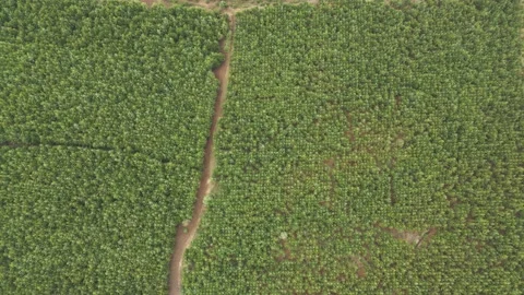 Top down view of forest, woodland aerial shot. Drone fly over forest cover Stock Footage 164819157