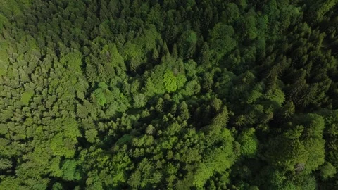 Top down view of forested area on mountain from drone Stock Footage 297254118