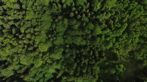 Top down view of forested area on mountain from drone Stock Footage 297254134