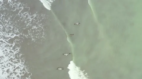 Top down view of four pelicans, Pelecanus occidentalis Stock Footage 146344843