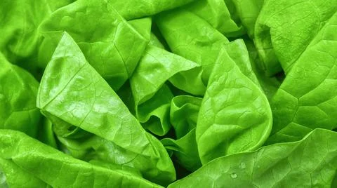 Top-down view of fresh Boston lettuce leaves Foto stock