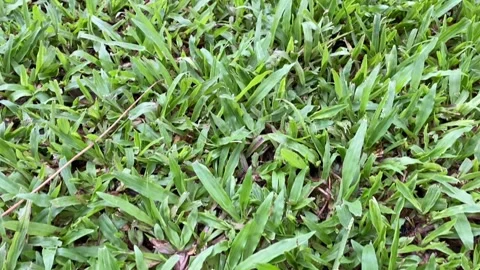 Top-down view of fresh green grass with scattered dry leaves Stock Footage 313475988
