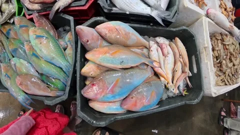 Top-down view of fresh seafood at an open-air market: colorful parrot wrasse Stock-Footage 332736332
