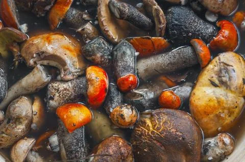 Top Down View of Freshly Collected Red-Capped Scaber Stalk Fungus, Mushrooms Stock Photos