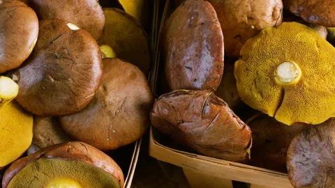 Top down view of freshly harvested suillus mushrooms in rustic wooden baskets Vídeos de archivo 347234841