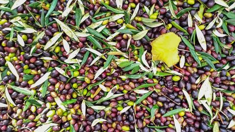 Top down view of freshly picked organic green olives with leaves, lots of gre Stock Photos