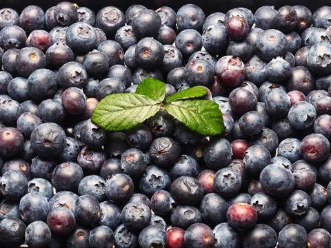Top down view of Freshly picked blueberry background. Texture blueberry ber.. Stock Photos