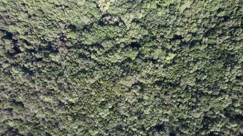 Top-down view of Garajonay forest on La Gomera island Stock Footage 254974495