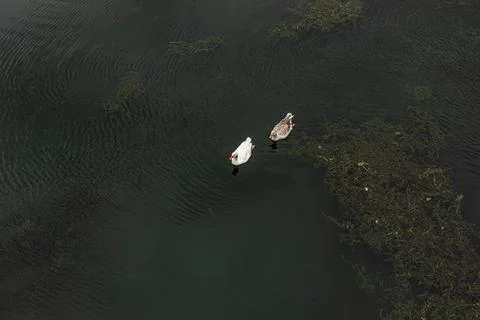Top down view of geese swimming in Lake Shkodra green waters Stock Photos